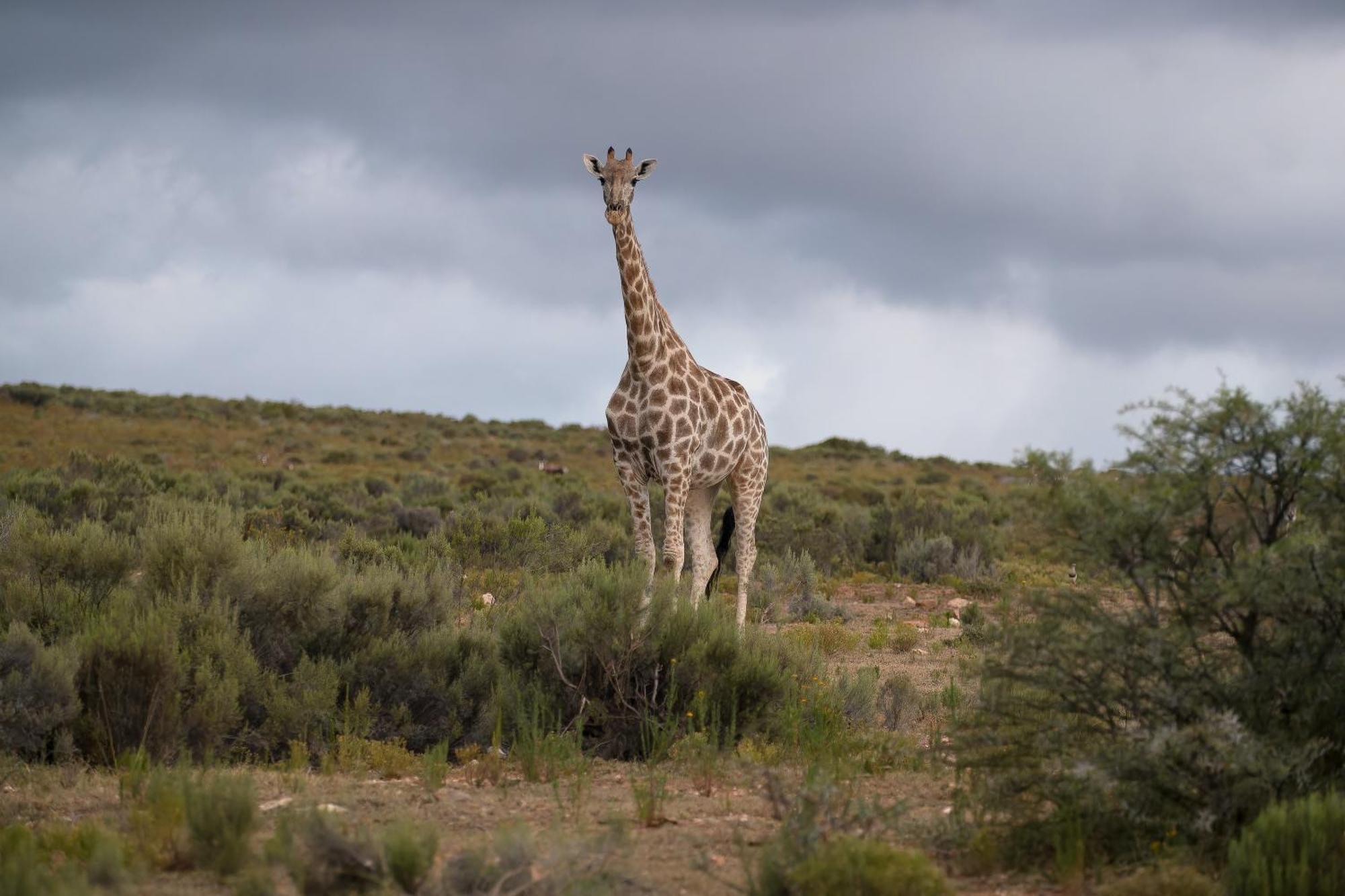 Swartberg Private Game Lodge 奥茨胡恩 外观 照片